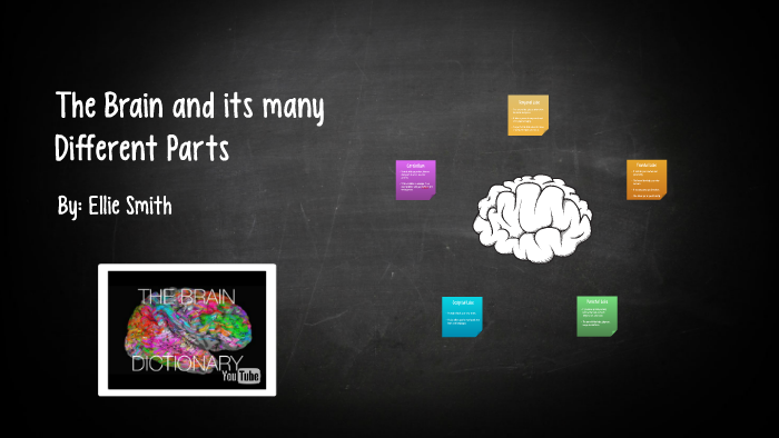 the Brain by ellie smith on Prezi