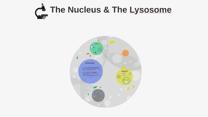 Nucleus Lysosomes By Anushka Shah