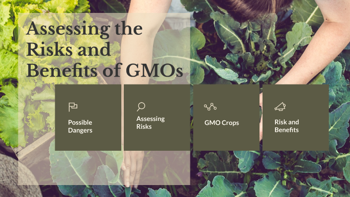 Peer Teaching Pg 129 Risk Of GMOs By Shiloh Robinson On Prezi Next peer-teaching-pg-129-risk-of-gmos-by-shiloh-robinson-on-prezi-next