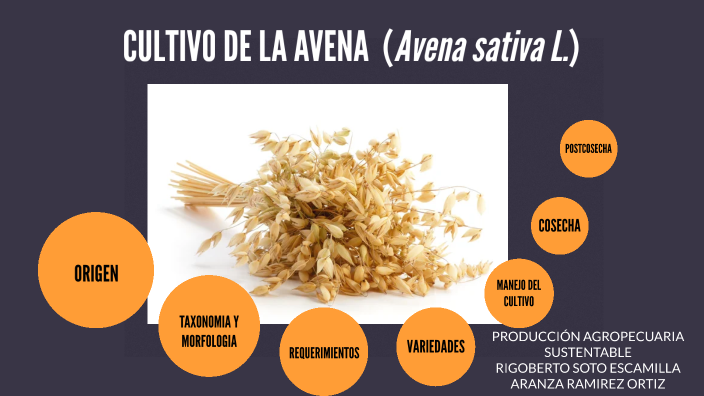 Avena By Aranza Ramirez On Prezi