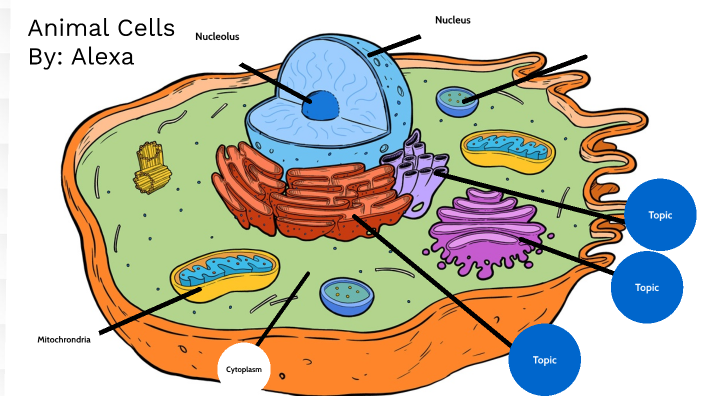 Animal Cells by Alexa Lucanie on Prezi