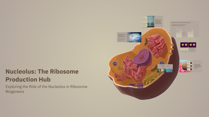 Nucleolus: The Ribosome Production Hub by uliana kabish on Prezi