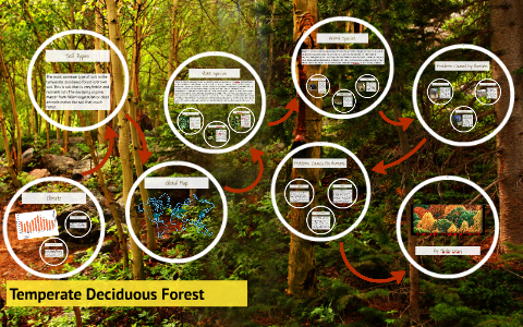 Temperate Deciduous Forest by Skylar Deady on Prezi