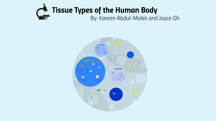 Tissue Types of the Human Body by kareen malek on Prezi