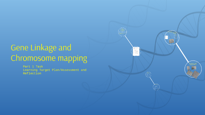 Gene Linkage And Chromosome Mapping By Rebecca Robinett