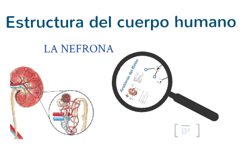 partes y funciones de la nefrona