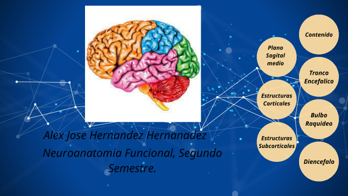 Neuroanatomia Eje 2. By Gerealdine Castro Cardona On Prezi