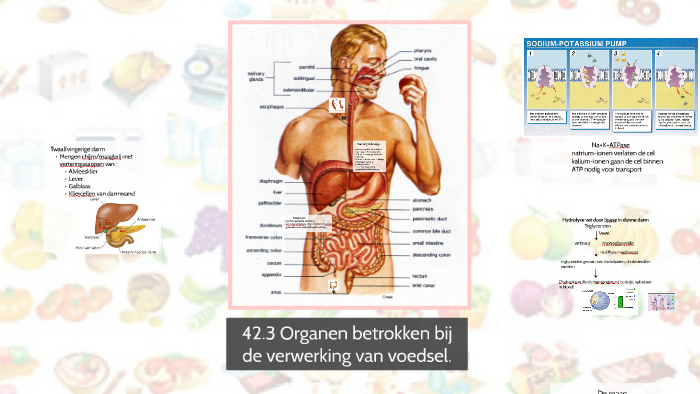 42.3 Organen betrokken bij de verwerking van voedsel by Anne Buijert