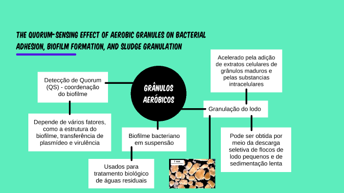 The quorum-sensing effect of aerobic granules on bacterial adhesion ...