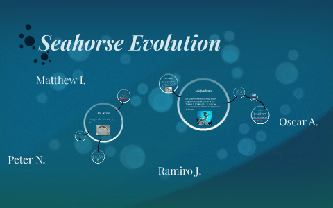 Seahorse Evolution by Matthew Irvine on Prezi