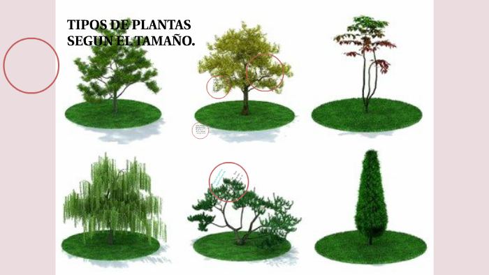 Tipos de plantas segun el tamaño by Karla Michelle Heredia Llivicura on