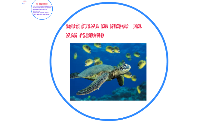 ECOSISTEMA EN RIESGO DEL MAR by rusber paquita on Prezi