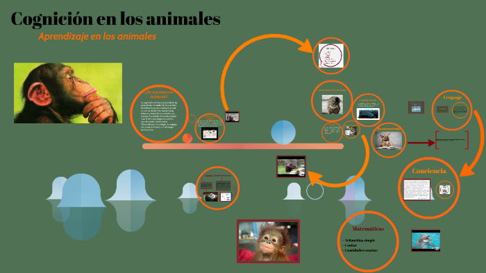 Cognición en los animales Aprendizaje en los animales by Paula Fernandez on  Prezi Next