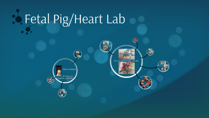 Fetal Pig/Heart Lab by Madeline Tuai on Prezi
