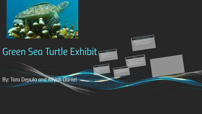Green Sea Turtle Exhibit by on Prezi