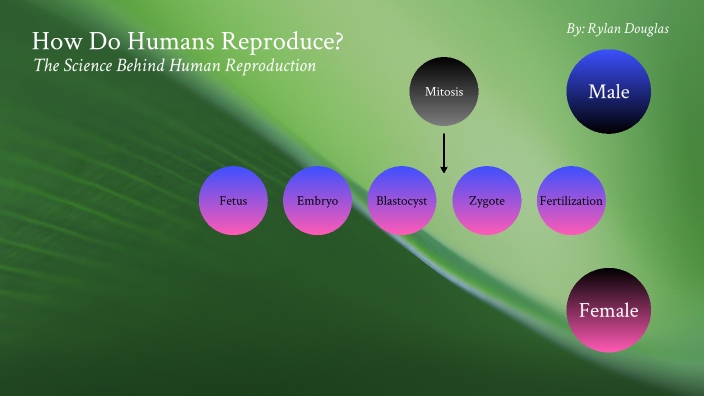 Human reproduction by Rylan Douglas on Prezi