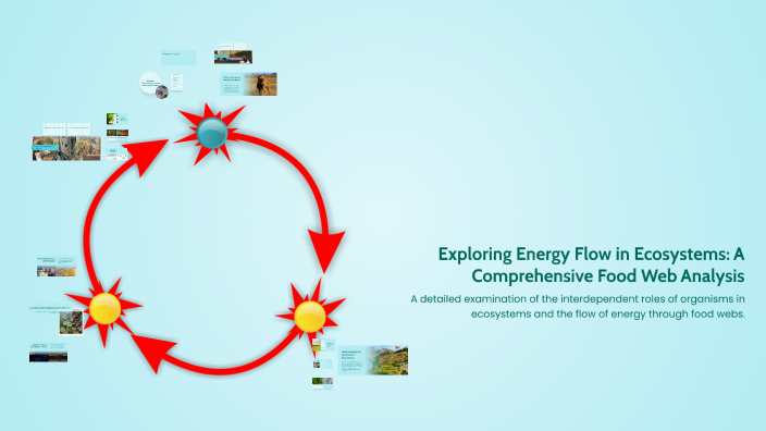 Exploring Energy Flow in Ecosystems: A Comprehensive Food Web Analysis ...