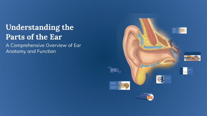 Understanding the Parts of the Ear by Come Learn Science With Mrs ...