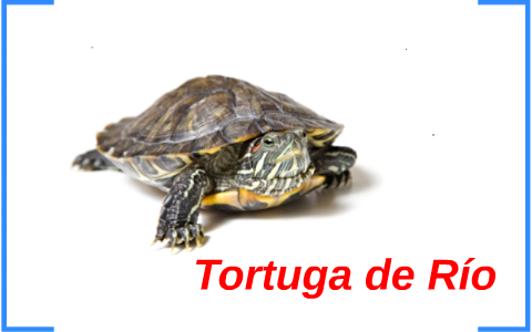 Tortuga de Agua by Roberto Reyes on Prezi