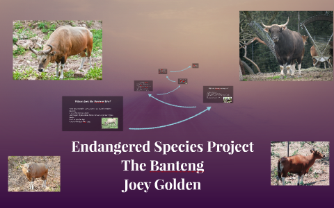 Endangered Species by on Prezi