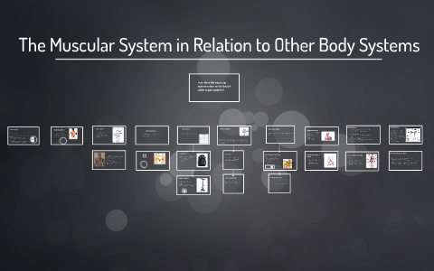 The Muscular System in Relation to Other Body Systems by Dagny Tracy on ...