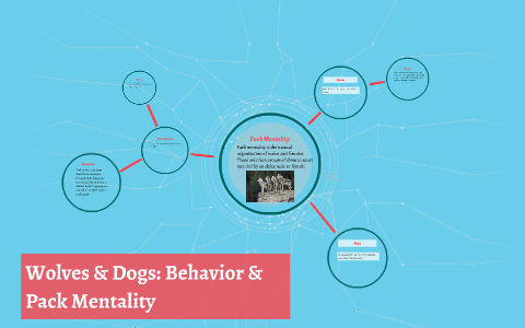 Wolves Dogs Behavior Pack Mentality By Tyliah Mosley On Prezi Next