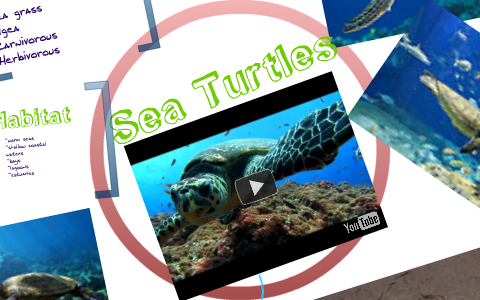 Sea Turtles by Kourtney Diwi on Prezi