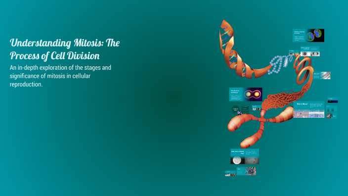 Understanding Mitosis: The Process of Cell Division by MALAZA, ERSON L ...