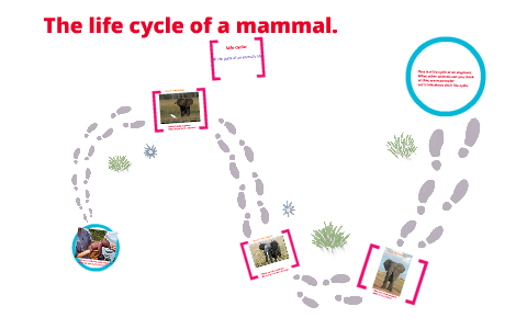 Mammals Life Cycle by Amy Honomichl