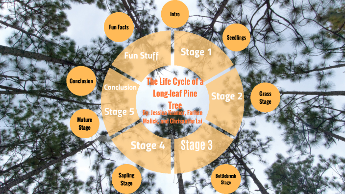 life cycle of a longleaf pine tree