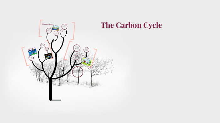 The Carbon Cycle by alyssa johnson on Prezi