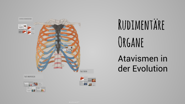 Rudimentäre Organe by Alisera Halic on Prezi