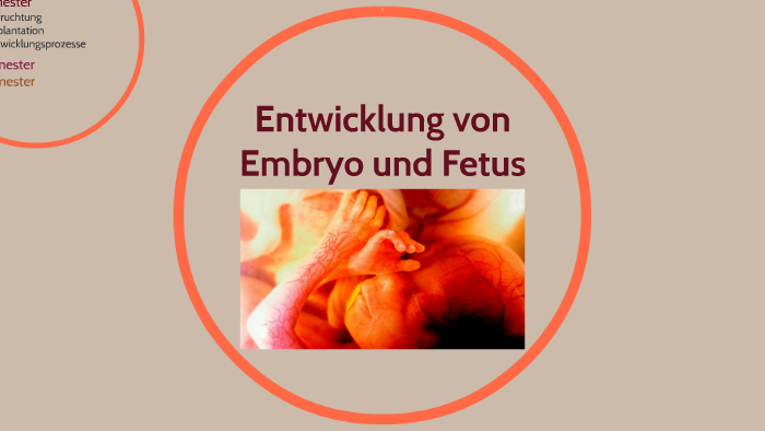 Entwicklung Von Embryo Und Fetus