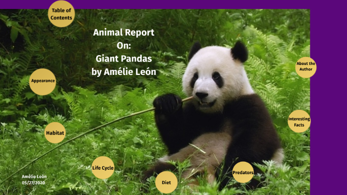 Giant Pandas By Amélie Itzel León Hernandez On Prezi