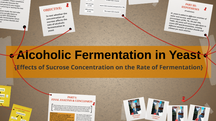 Alcoholic Fermentation in Yeast by n r - Jgtlgt2lapwaqi42wD4m2bf2bh6jc3sachvcDoaizecfr3Dnitcq 3 0