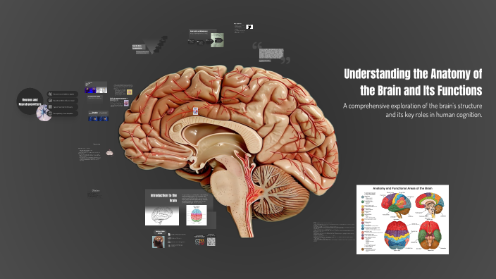Understanding the Anatomy of the Brain and Its Functions by Vinnie on Prezi