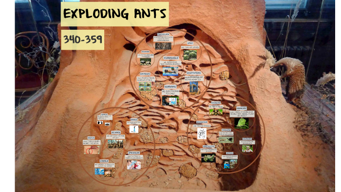 Exploding Ants by Andrea Piña on Prezi