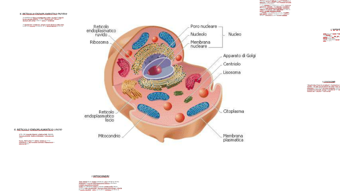 IL RETICOLO ENDOPLASMATICO RUVIDO by riccardo rosselli on Prezi