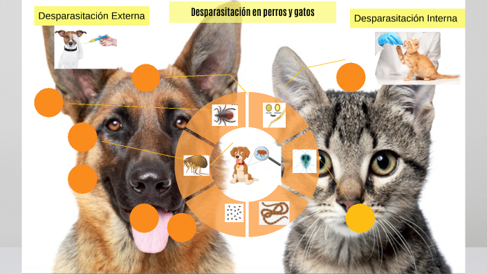 Desparasitación perros y gatos by INGRID CHAPETON MORALES