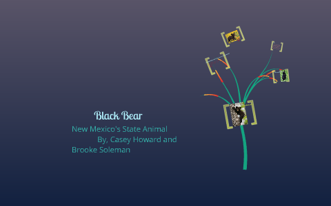 Black Bear (New Mexico's State Animal) by Casey Malik on Prezi