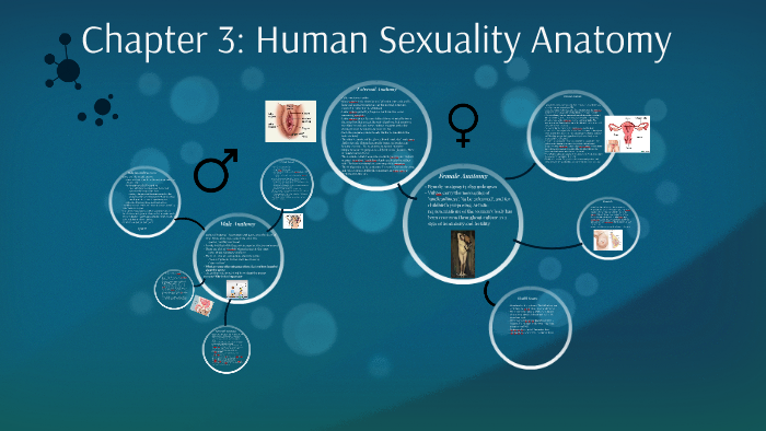 Chapter 3 Human Sexuality Anatomy By Valerie Farmer 7183