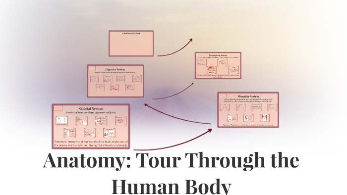 Anatomy: Tour Through the Human Body by Kenzie Huisman on Prezi