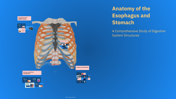 Anatomy of the Esophagus and Stomach by Li Ga on Prezi