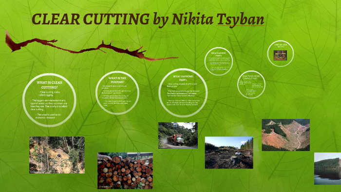 clear-cutting-by-nikita-tsyban