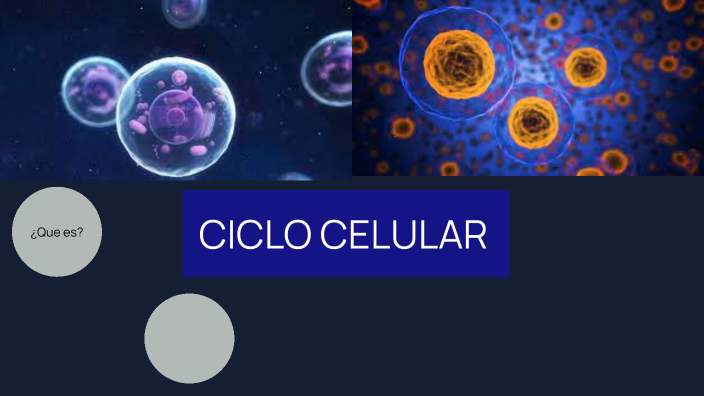 ciclo celular by SERGIO PÉREZ PÉREZ on Prezi