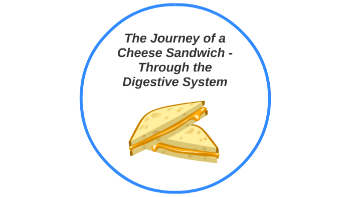 the journey of a cheese sandwich through the digestive system