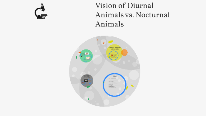 diurnal vs nocturnal animals