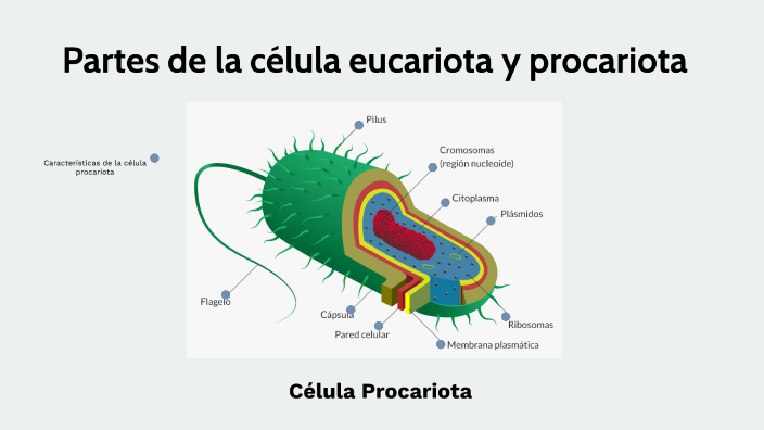 Partes de la célula procariota by Tatiana Caiza Loya on Prezi
