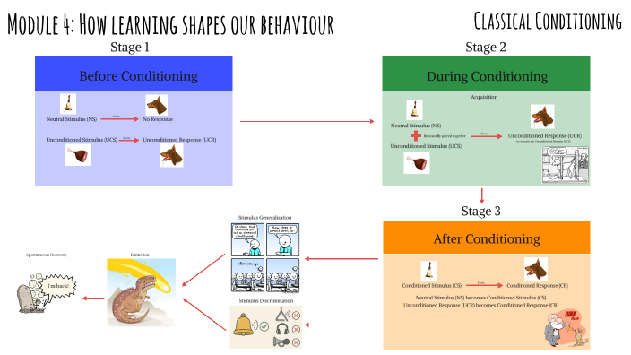 Module 4: How learning shapes our behaviour by Brett Webber on Prezi