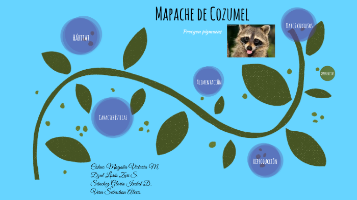 Mapache de Cozumel by Victoria Cohuo